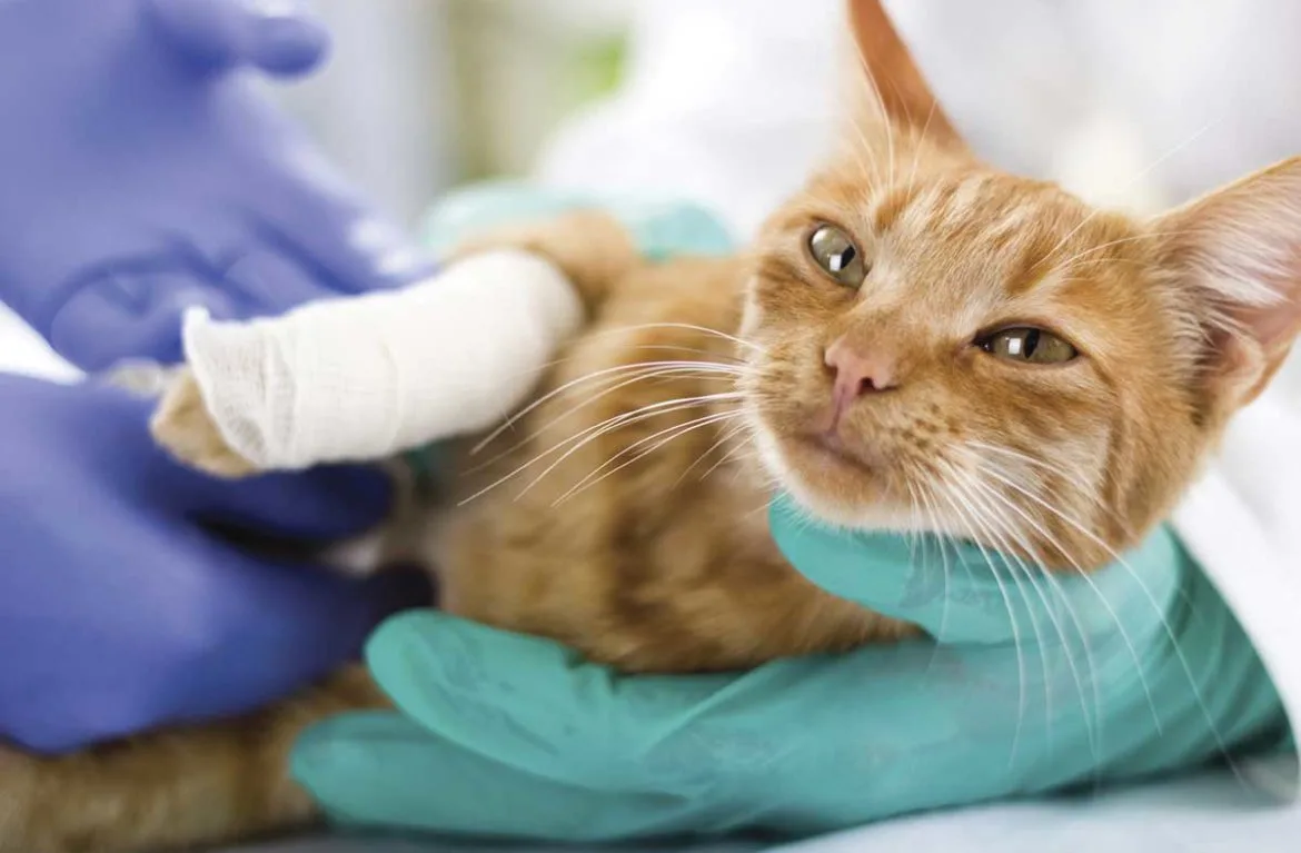 Усыпление кошек на дому, эвтаназия с вывозом тела в Москве