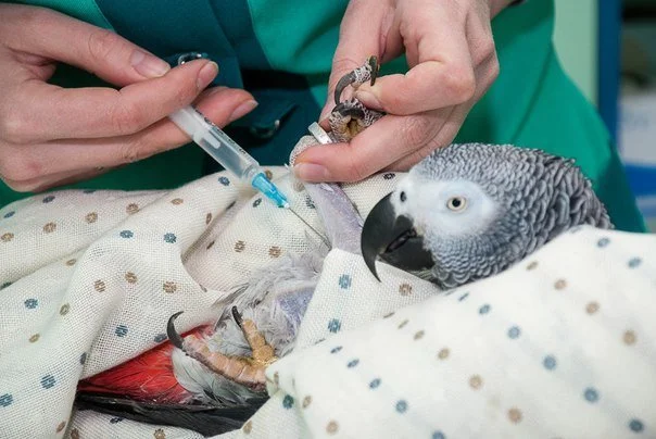 Усыпление птиц на дому, эвтаназия с вывозом тела  в Москве