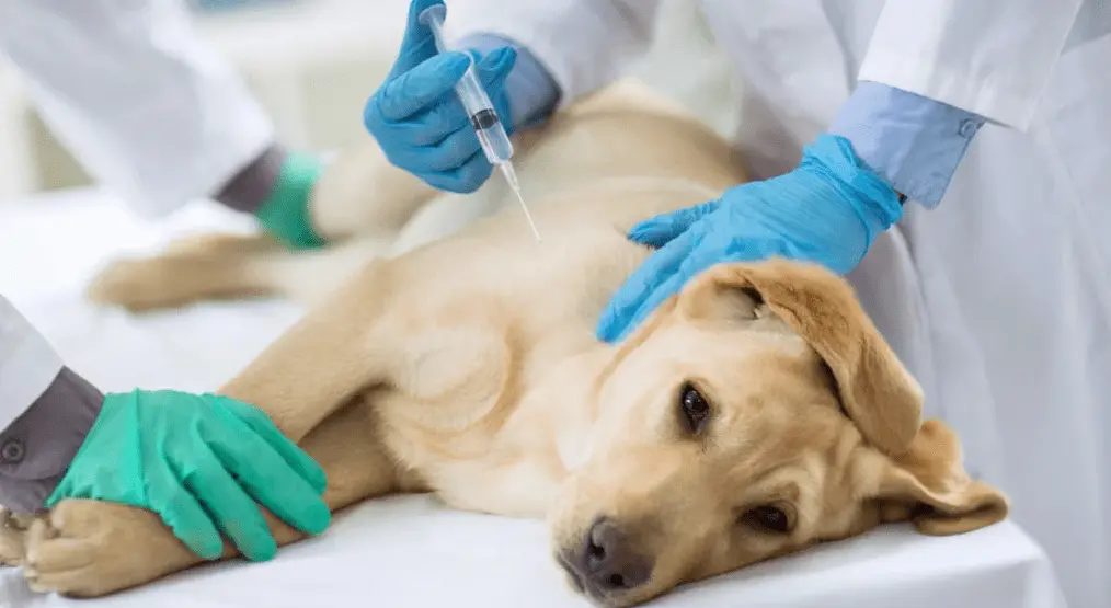 Усыпление собак на дому, эвтаназия с вывозом тела в Москве